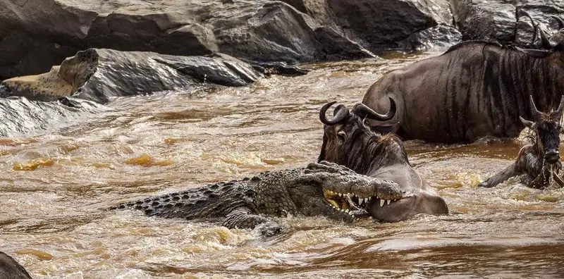 7 Days Western Serengeti Safari, Tanzania safari package