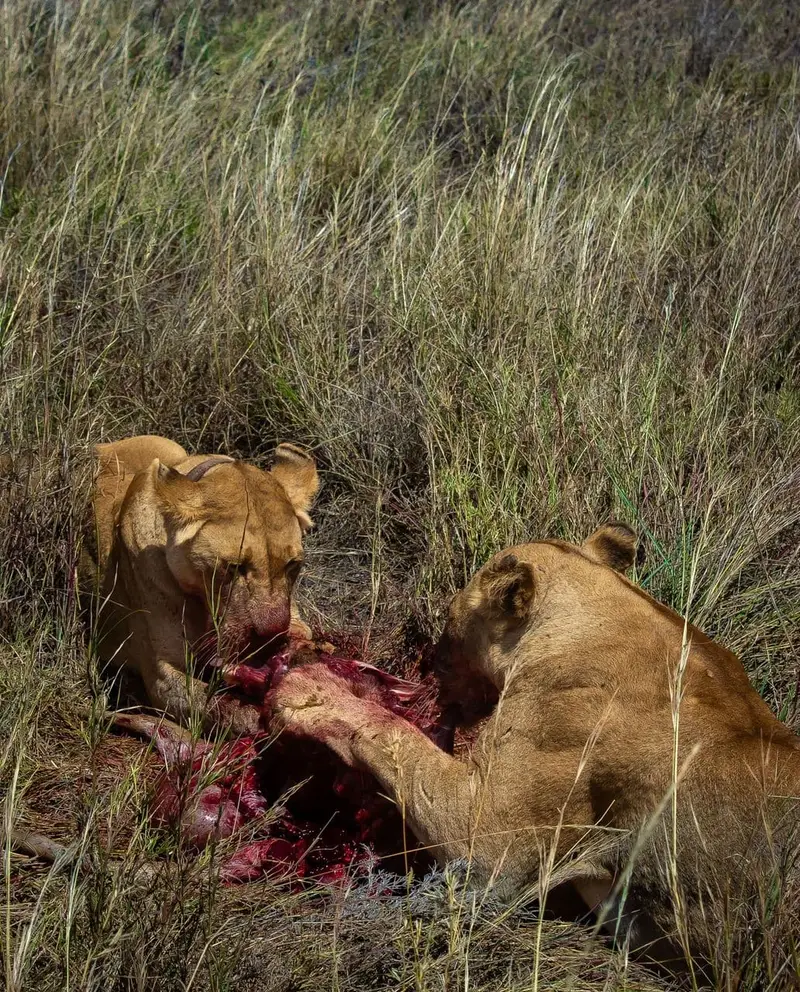 10-Day Tanzania Ultimate Safari, Tanzania safari package