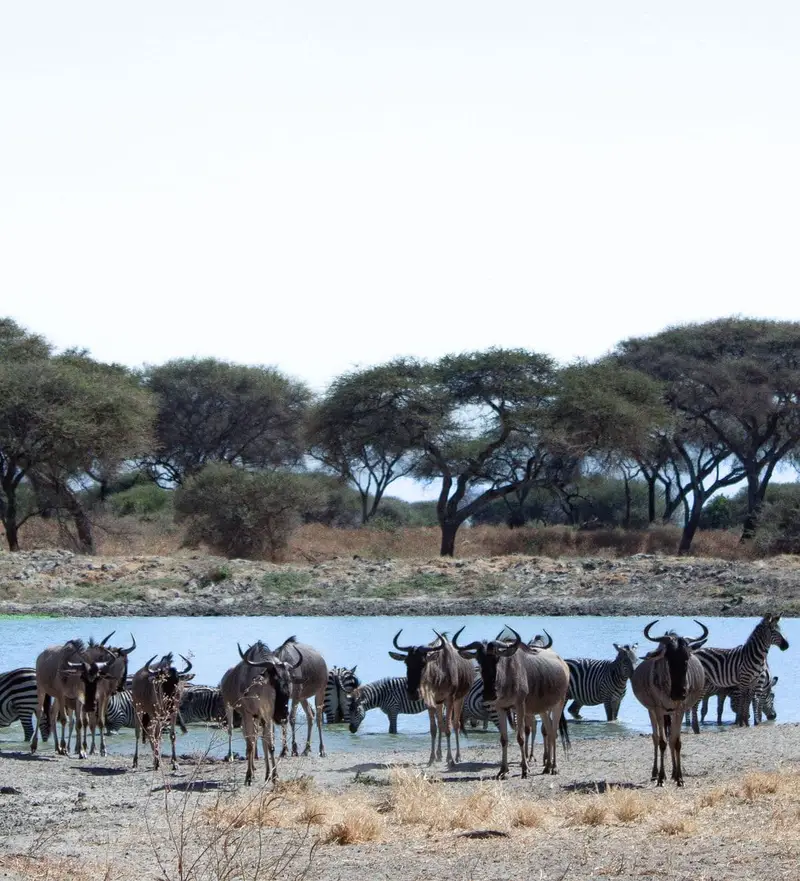 13 Days Kilimanjaro adventure & Serengeti Wildebeest Migration Safari, Tanzania safari package
