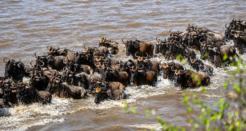 6 Days Northern Serengeti Mara River Crossing Tour, Tanzania safari package
