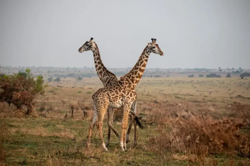 10-Day Tanzania Safari & Cultural Tour, Tanzania safari package