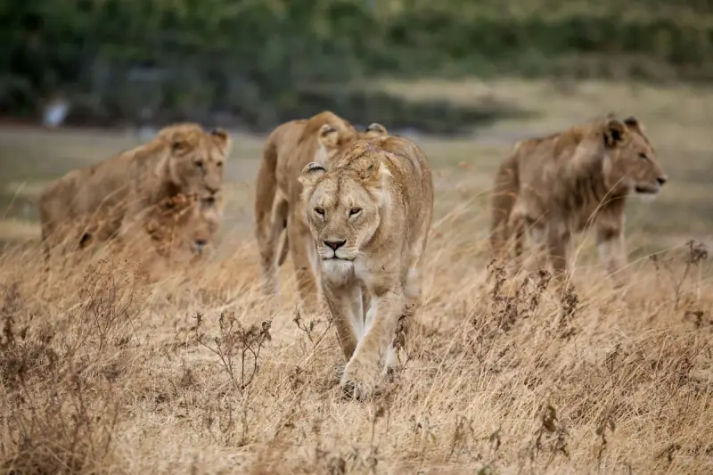 8 Days Northern Serengeti Safari, Tanzania safari package