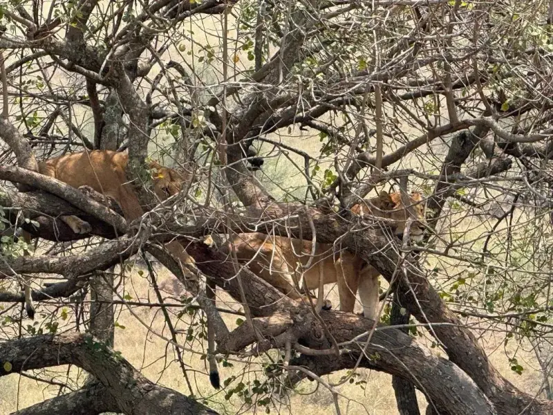 4 Days Elephant, Tree Climbing & Crater Magics, Tanzania safari package