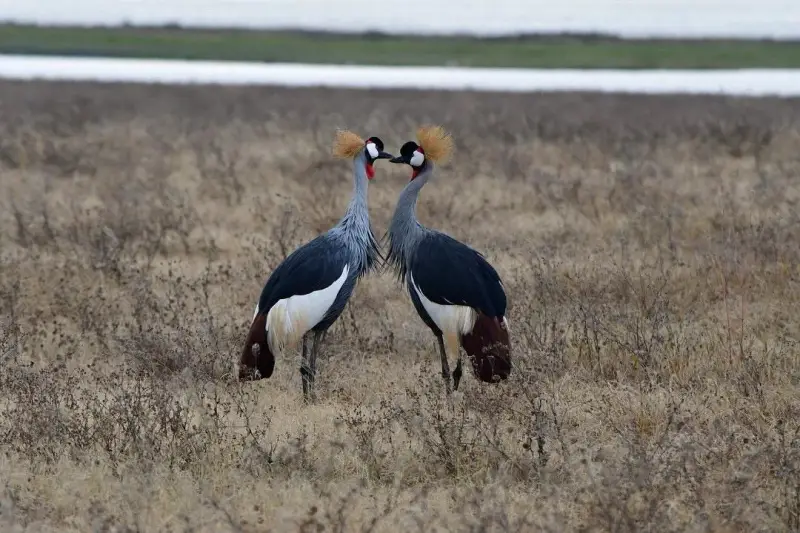 Lake Manyara Day Trip, Tanzania safari package
