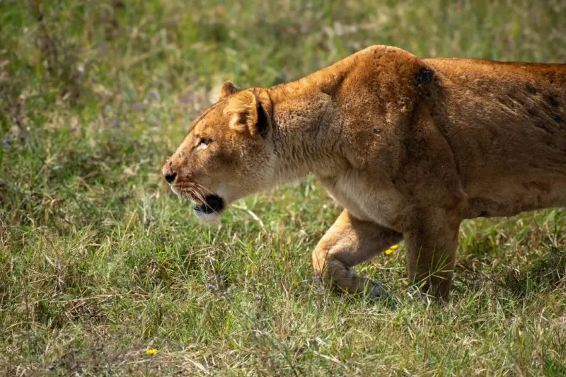 9 Days Serengeti Migration, Big Cats & Black Rhino Safari, Tanzania safari package