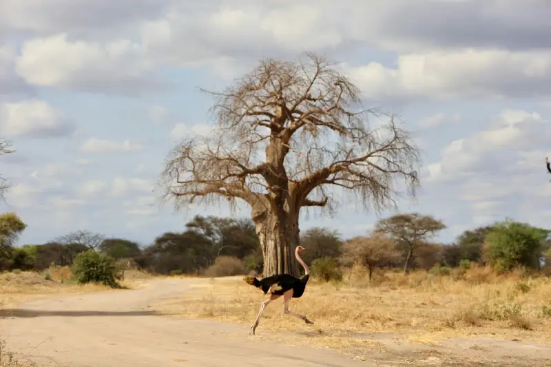 Safari in Tanzania, 9 giorni tra natura e cultura 3