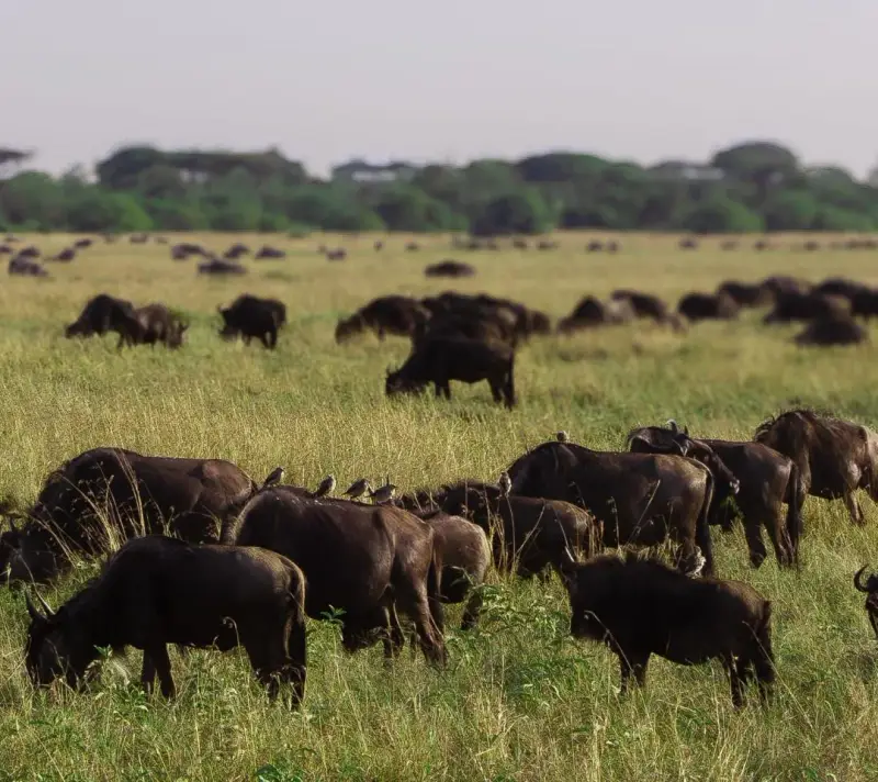 7 Days Ndutu Calving Season Safari, Tanzania safari package