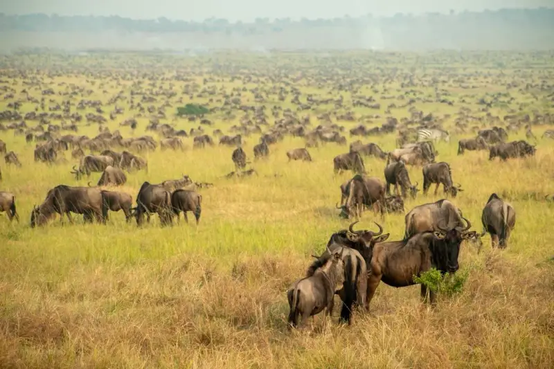 Safari de la grande migration, 8 jours 4