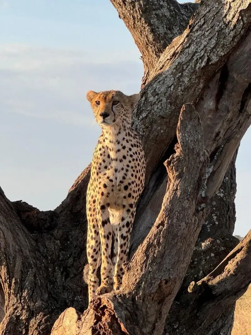 7 Days Central Serengeti Safari, Tanzania safari package