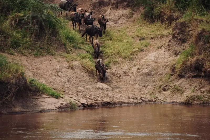 8 Day Northern Serengeti Mara River Crossing Safari, Tanzania safari package