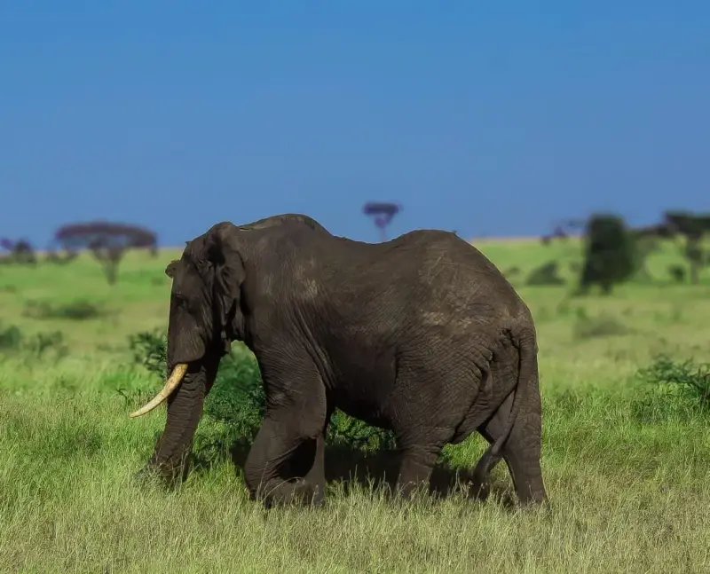 Safari de la grande migration, 8 jours 2