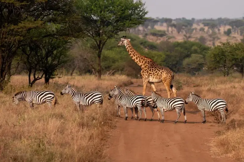 Safari en Tanzanie, 9 jours entre nature et culture