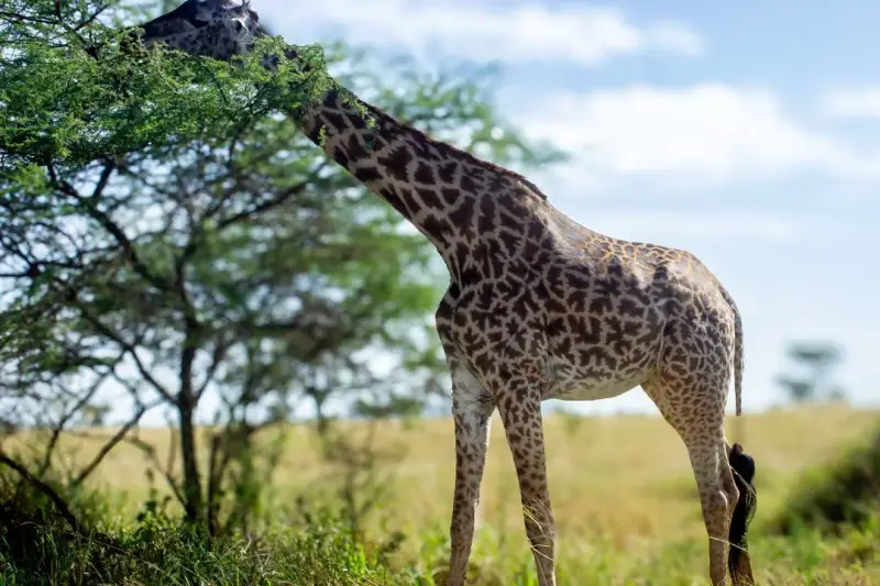 6-Day Tanzania Safari & Cultural Tour, Tanzania safari package