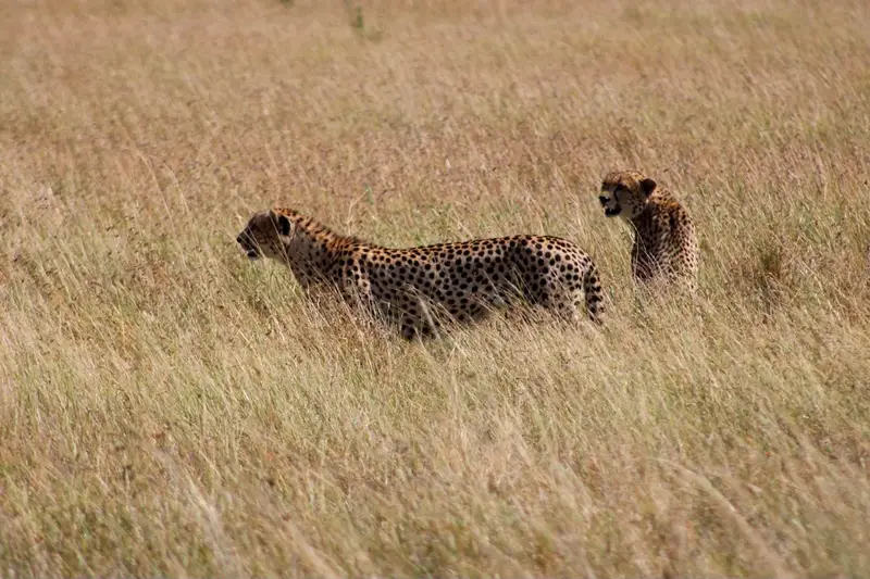8 Days Drive in & Fly-Out to Serengeti Mid-Range Safari, Tanzania safari package