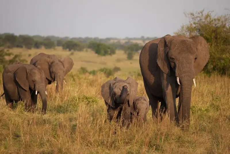 7 Days Northern Tanzania Safari, Tanzania safari package