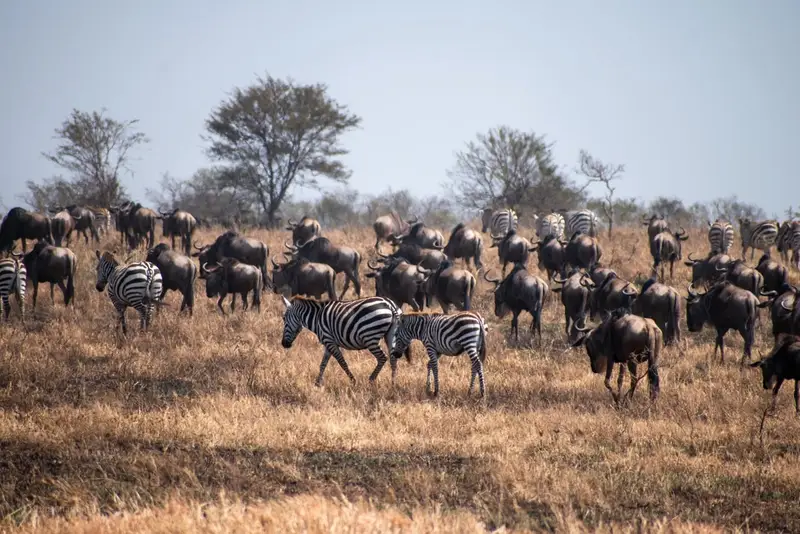 6 Days Ndutu Safari, Tanzania safari package