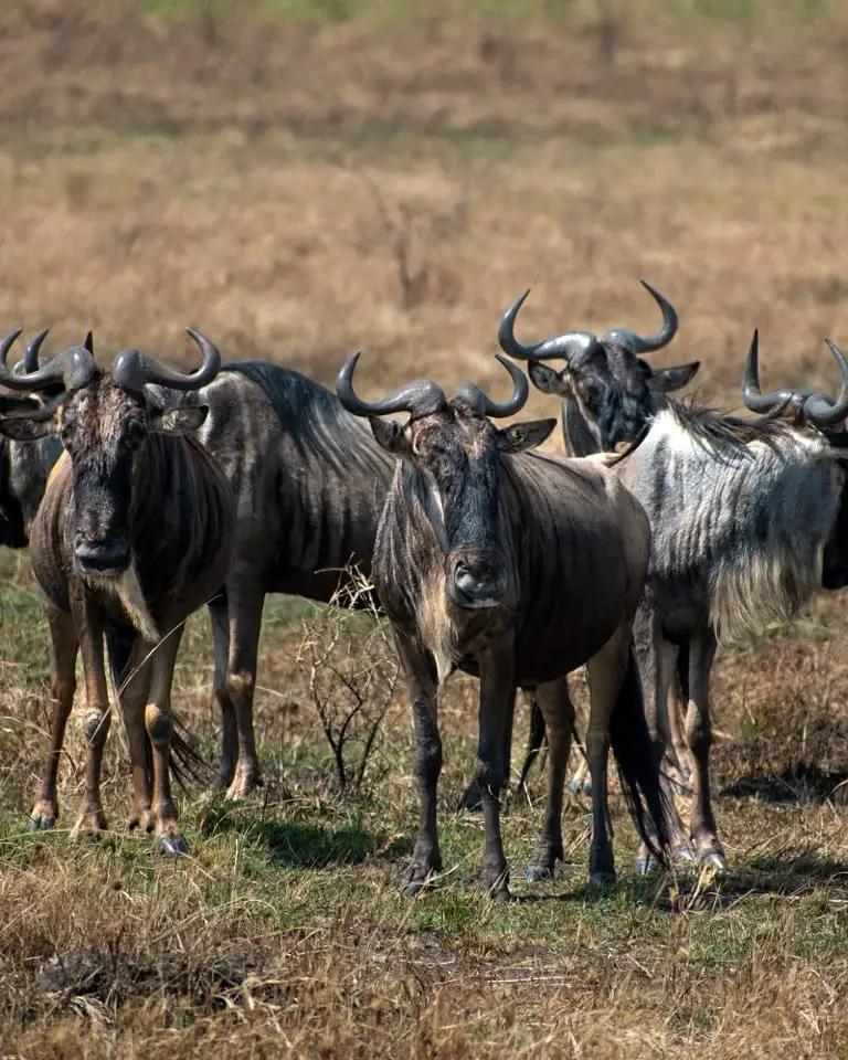 8 Days Experience Calving Season in Tanzania, Tanzania safari package