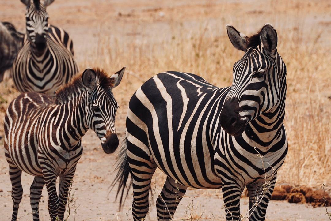 Tarangire National Park, Tanzania destination
