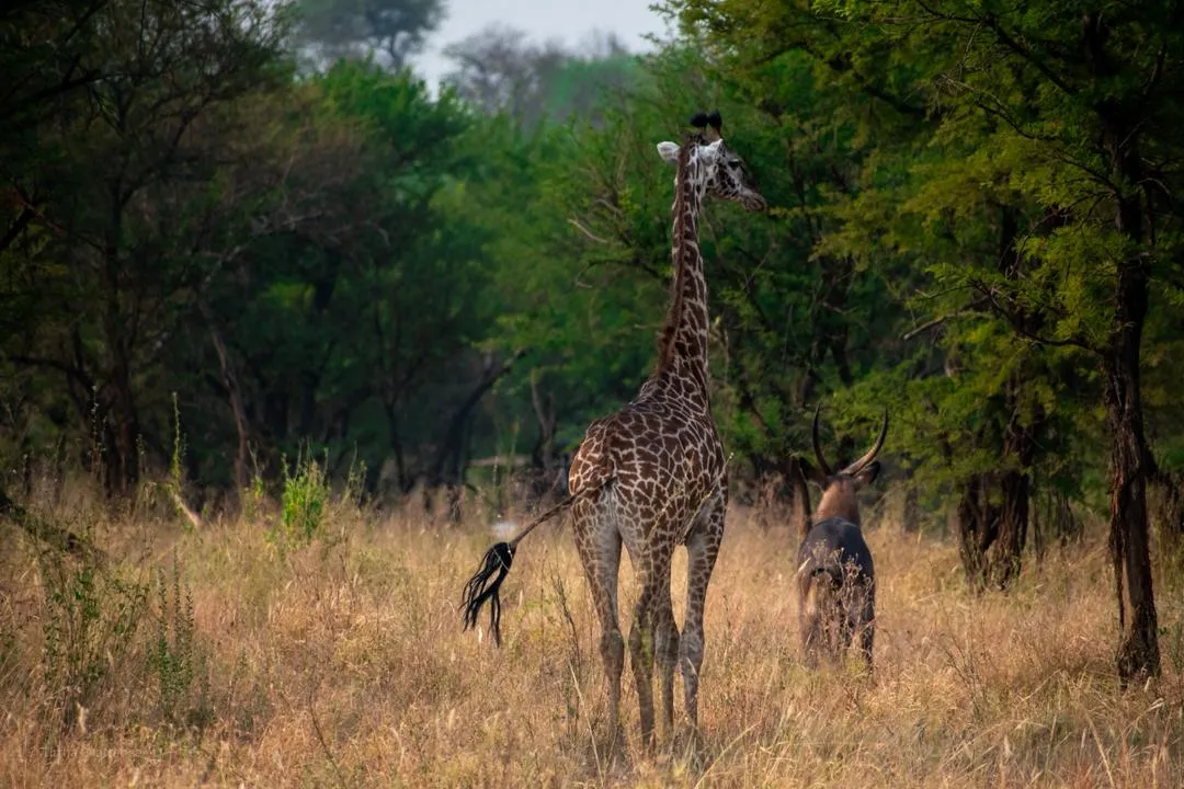 6-Day Mount Meru, Tarangire and Ngorongoro safari