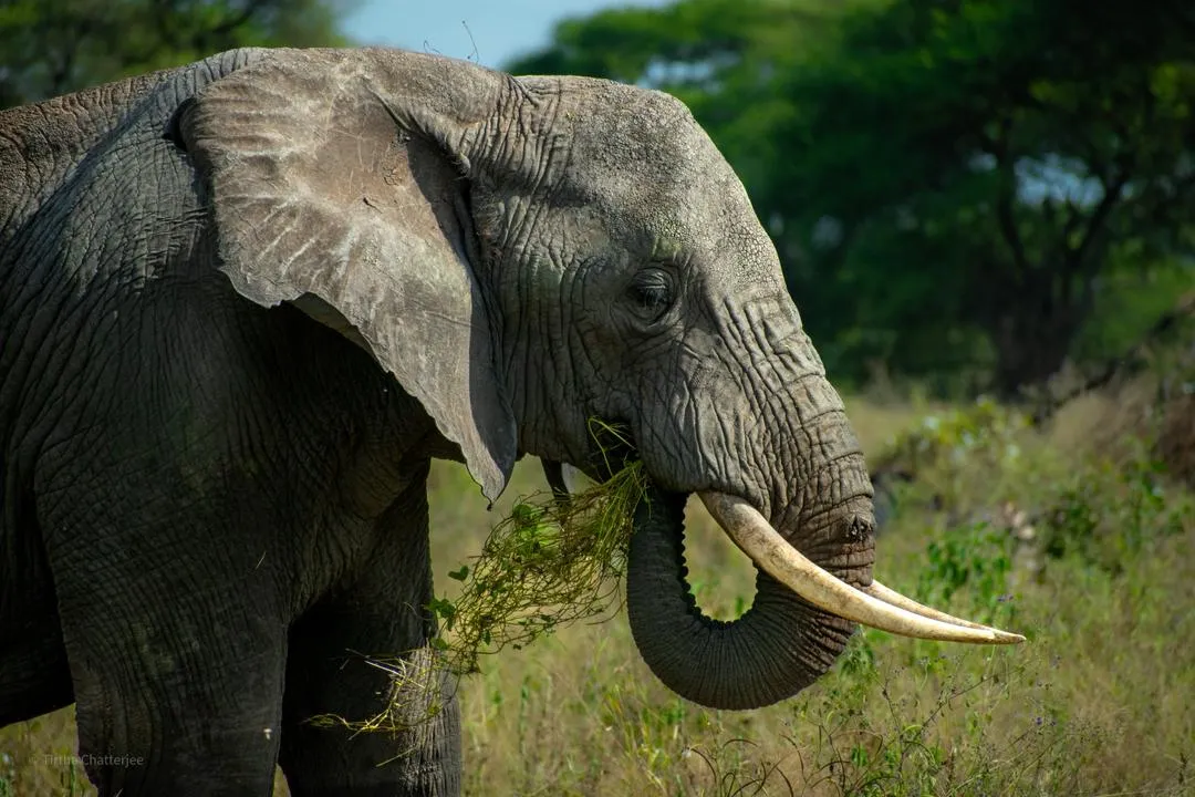 Tanzania wildlife safari
