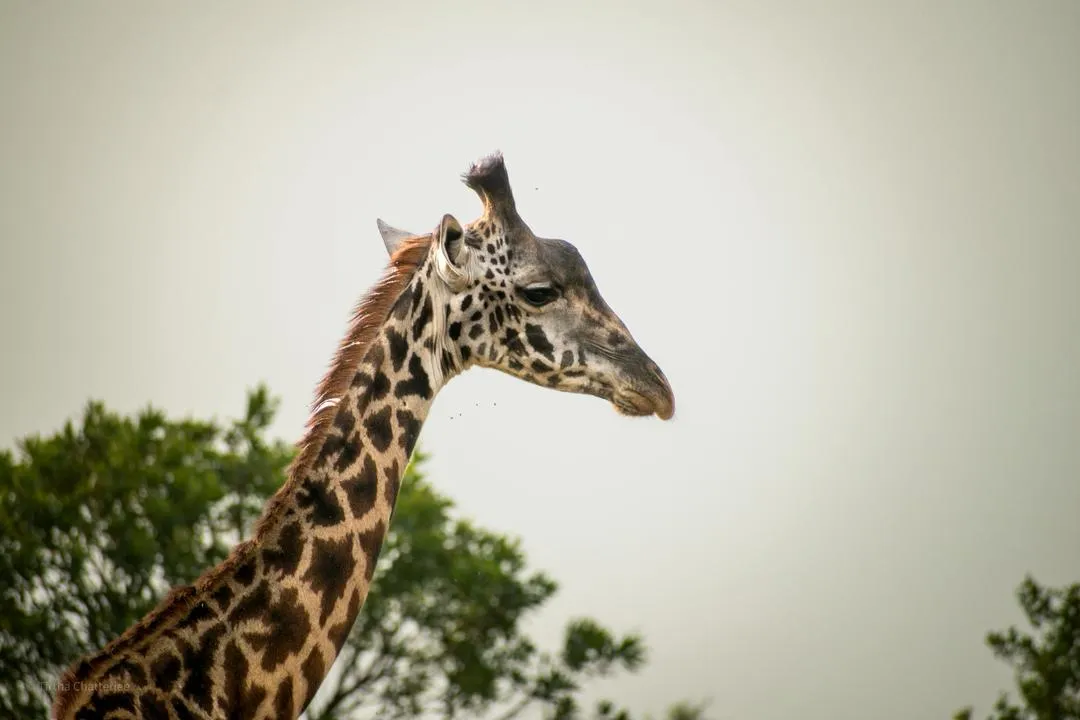 Arusha Tanzania safari base town near national park