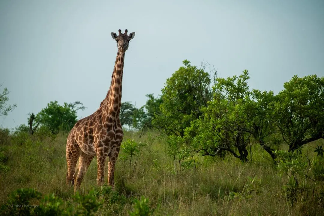 Arusha National Park and Mount Meru