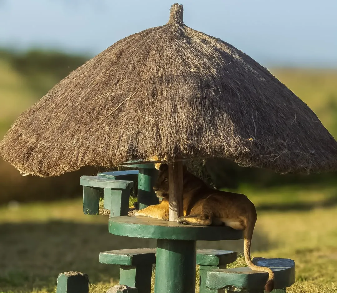 6 Day Luxury Fly-In to Mara River Crossing Safari - Tanzania Safari Magic