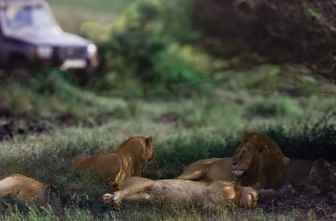 Lions on Tanzania safari plains during calving season
