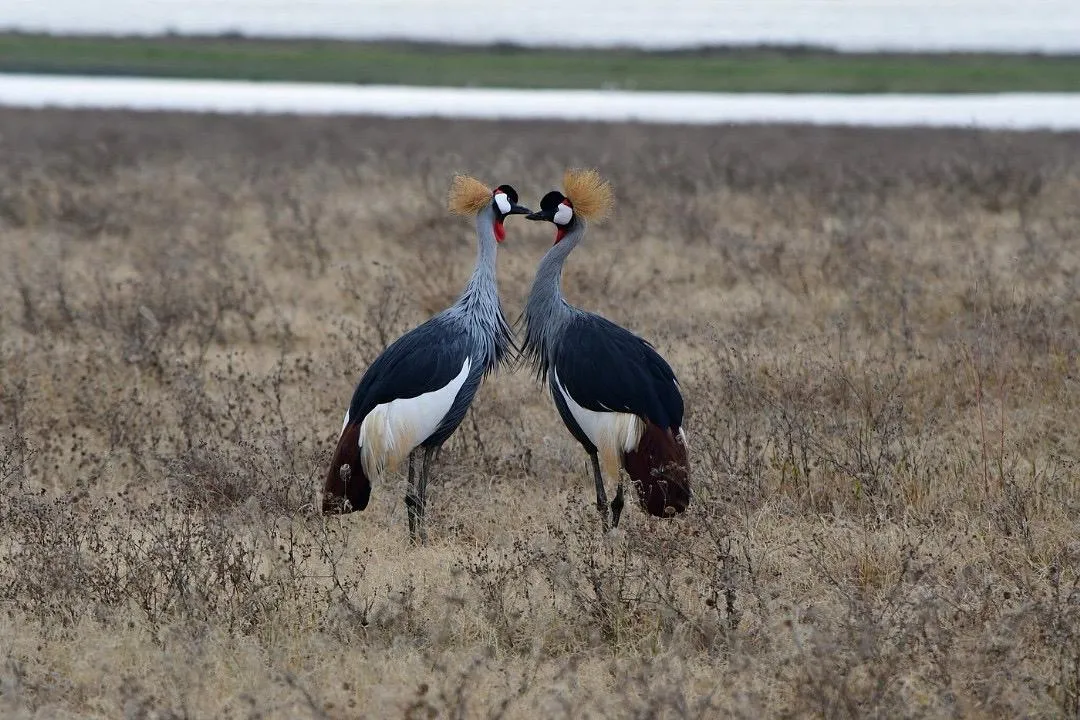 Lake Manyara National Park