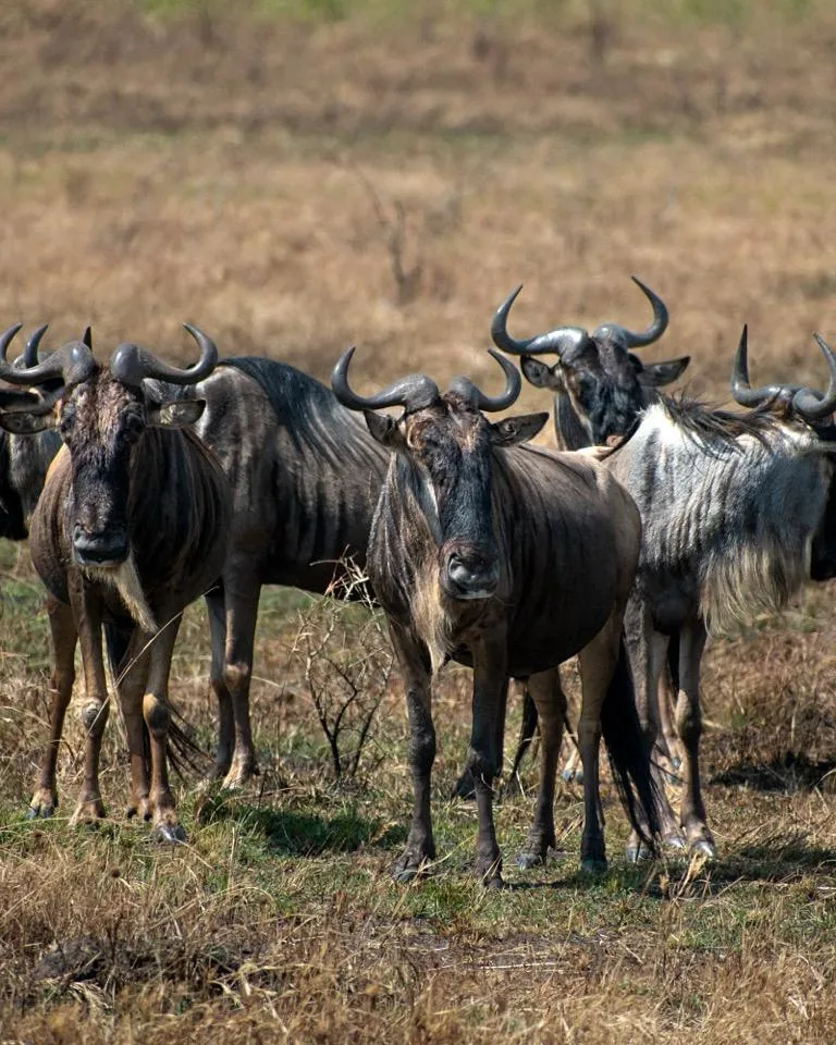 The Serengeti’s Great Wildebeest Migration in September