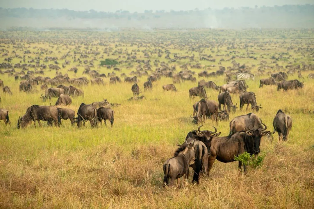 Scattered wildebeest herds on southern Serengeti plains in January