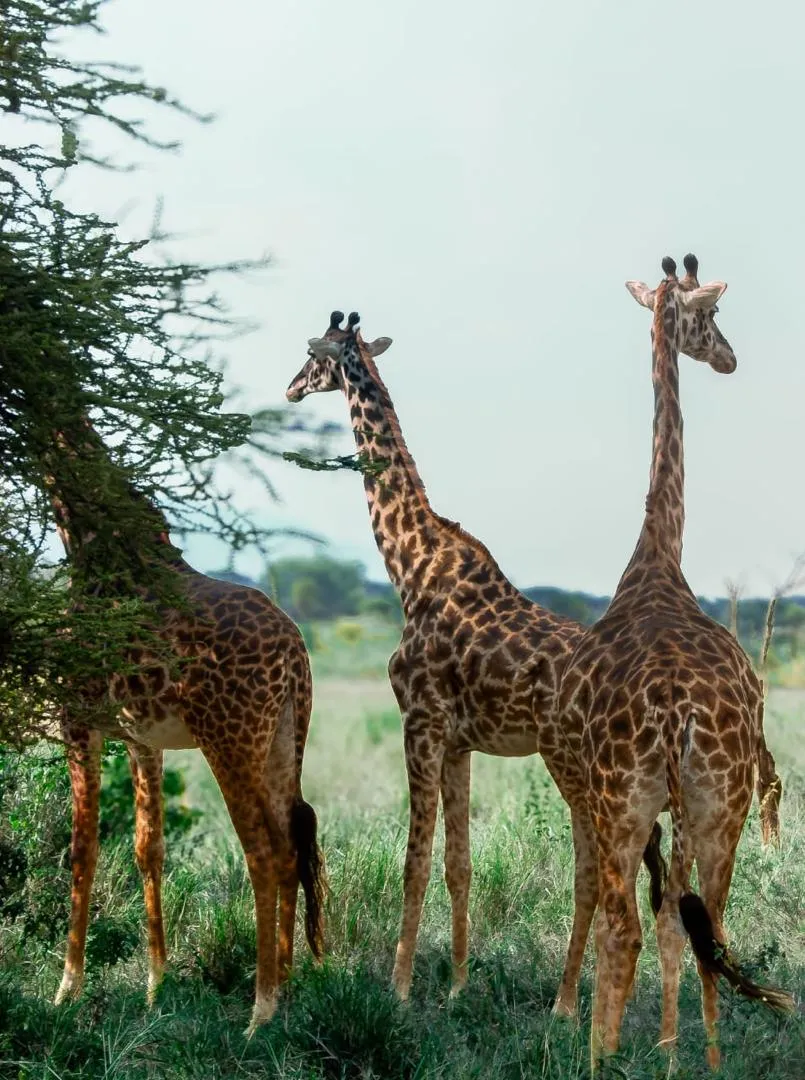 Visit Tanzania — Serengeti plains at sunrise