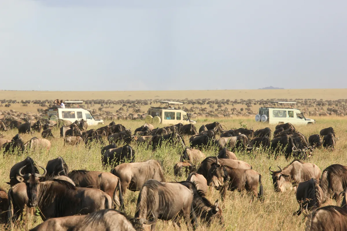 Green Serengeti plains in March Tanzania