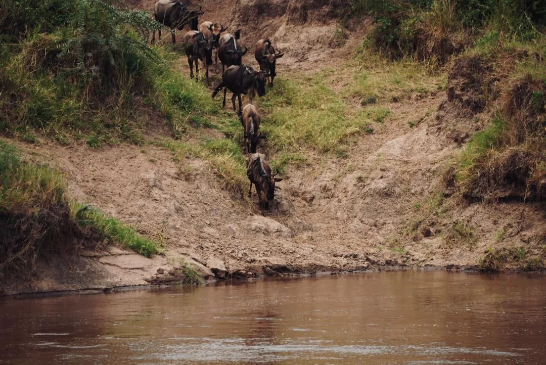 The Serengeti’s Great Wildebeest Migration in July