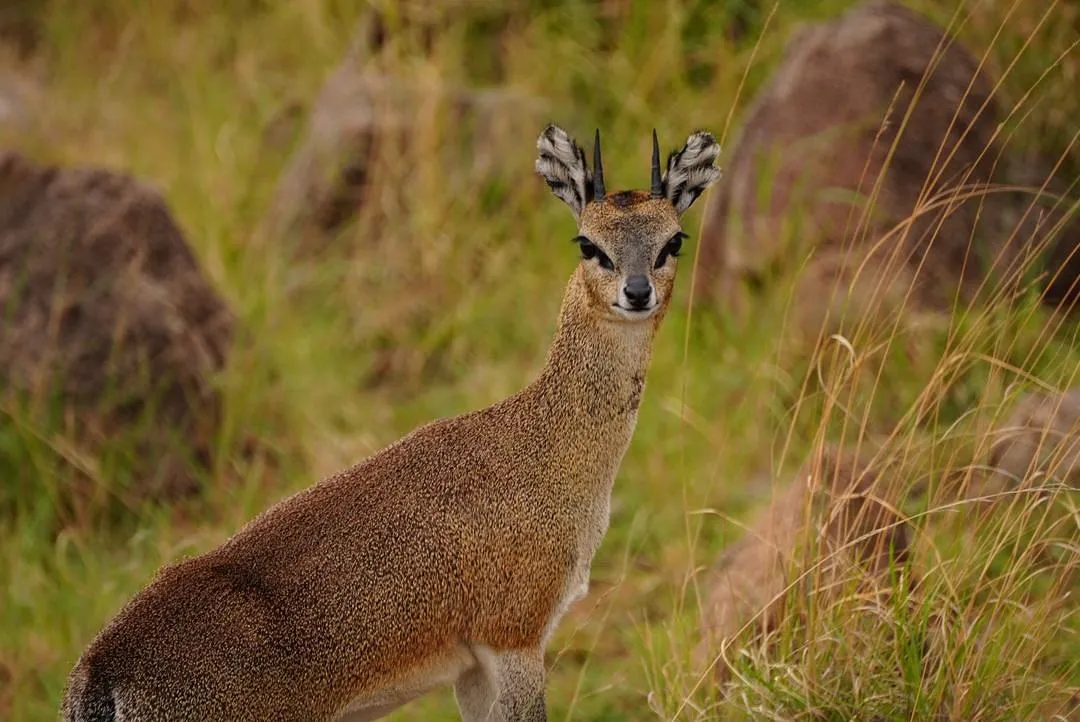 3 Day Luxury Fly-In Safari - Tanzania Safari Magic