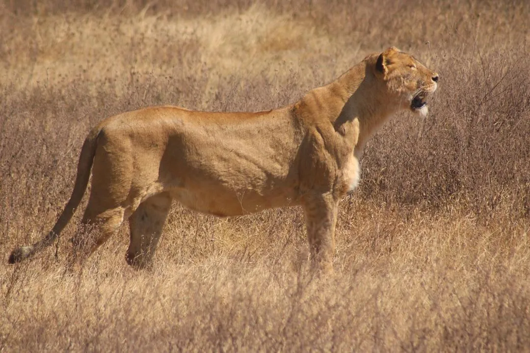 Tarangire National Park