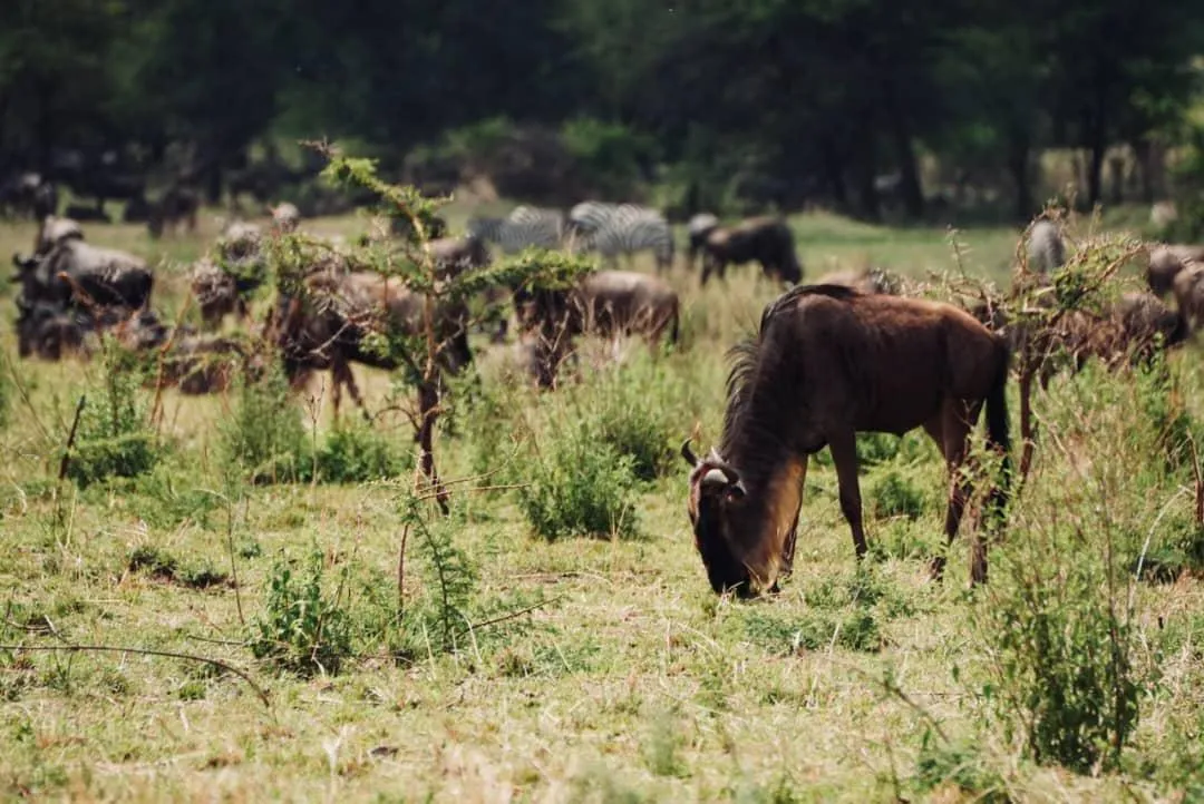 Elephants among baobab trees in Tarangire National Park