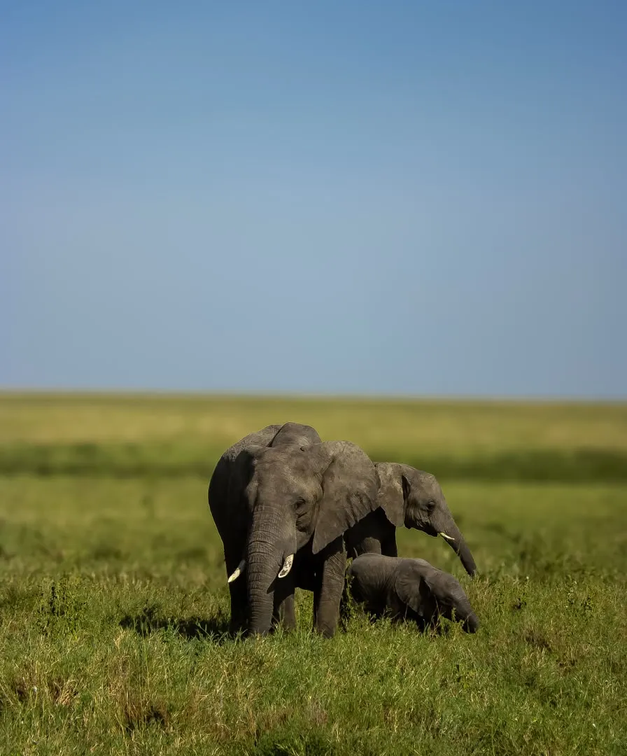 Elephant in green season Tanzania safari
