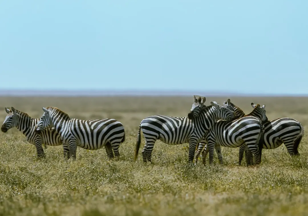The Serengeti’s Great Wildebeest Migration in March
