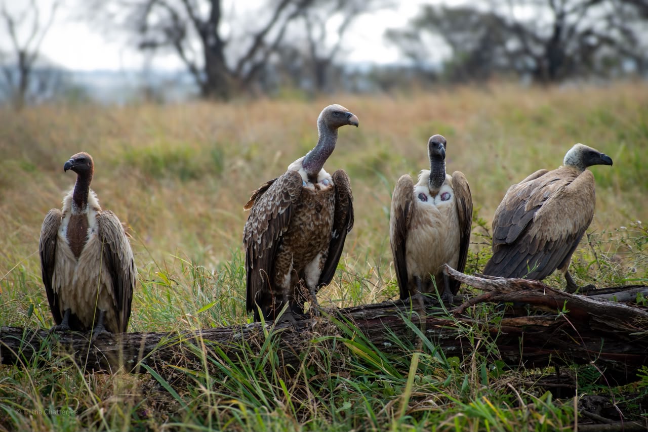 Serengeti National Park - Tanzania destination